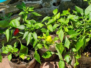 Chilis in kitchen herb garden. at Atlantis Restaurant in Puerto Galera