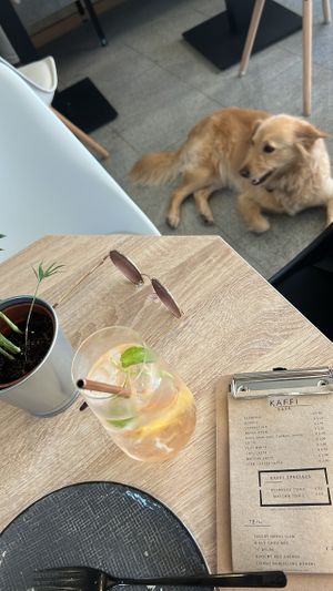 Dog friendly 🐾  at VíK - Vegan Venue in Bratislava