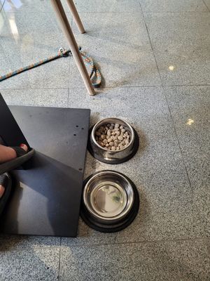 Vegan dog food available!   at VíK - Vegan Venue in Bratislava