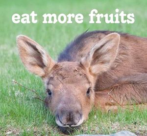  at Homer Fruits in Homer