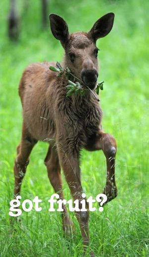  at Homer Fruits in Homer