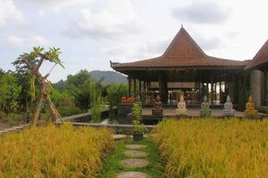 Lush rice terraces greets you as you enter our restaurant at Anandinii Organic Garden & Kitchen in Sidemen