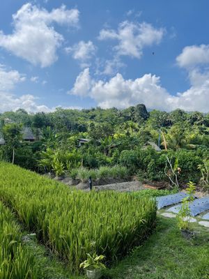 The organic garden  at Anandinii Organic Garden & Kitchen in Sidemen
