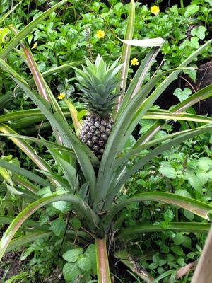 The freshest ingredients. at Anandinii Organic Garden & Kitchen in Sidemen