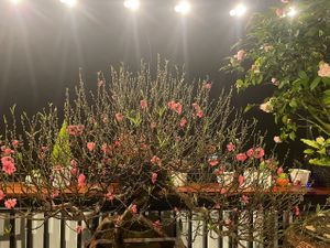 flower at Village Pub & Cafe in Lao Cai