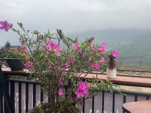 flower at Village Pub & Cafe in Lao Cai