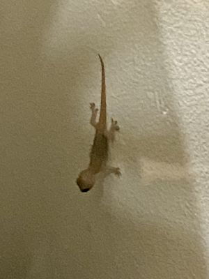 Surrounded by local wildlife. Lizards, bats, cats  at Hermit's Restaurant in Dhigurah