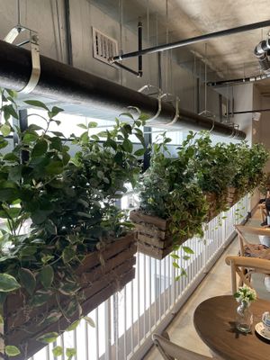 Arriba  at Maman in Washington