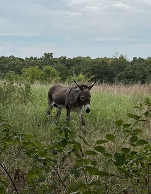 🍀   at Taste of Eden  in Decatur