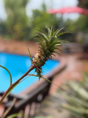 Baby pineapple near the pool at Feather Leaf Inn in St Croix
