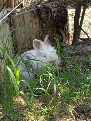 Coniglietto in giardino at Ristorante Sorsimorsi in San Giovanni In Persiceto