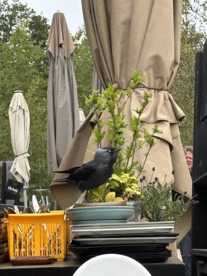 Vrolijke bezoeker  at Duincafé de Kennemerduinen in Overveen