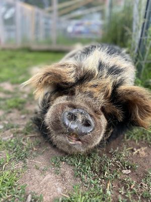   at Arthur's Acres Animal Sanctuary in Parksville