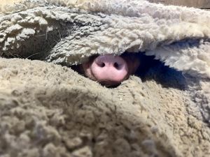   at Arthur's Acres Animal Sanctuary in Parksville