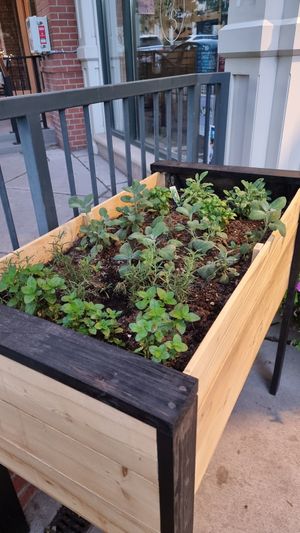 Fresh herbs in front of the restaurant at Wild Sage in Eagle