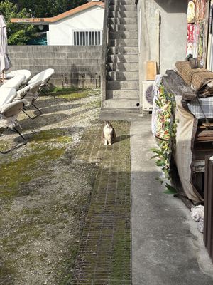   at Homestay Kucha in Okinawa