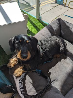  at Dudley and George's in Llandudno