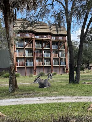 Request a window seat  at Sanaa in Lake Buena Vista