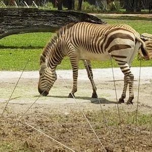 You can see the Zebras and many other animals from the restaurant! at Sanaa in Lake Buena Vista