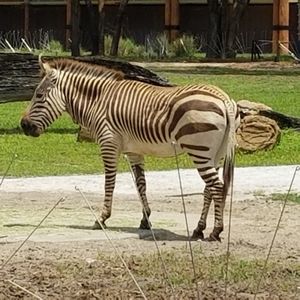 Beautiful Zebra at Sanaa in Lake Buena Vista