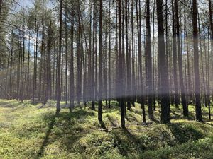   at Potęgówka wege Kaszuby in Linia