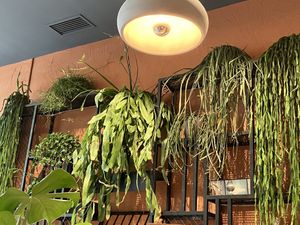 Plantas en el local  at Morgentau. in Barcelona