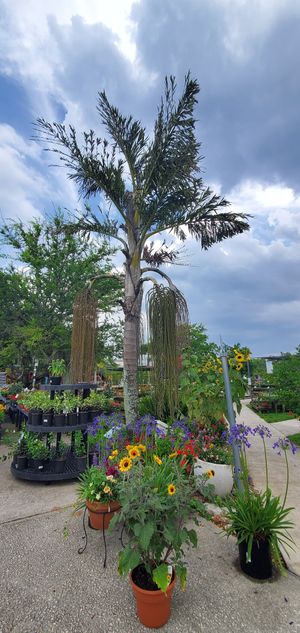  at Garden Party in Rockledge