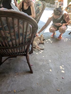 Aforementioned dog at Hamam Cafe in Rhodes