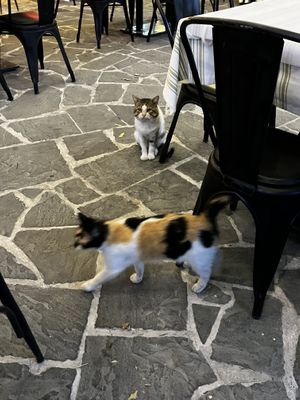 they have cute cats all around😄 at Check-In Restaurant in Gjirokaster