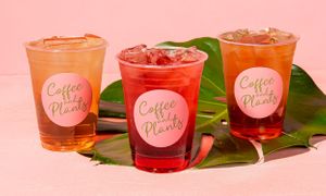  at Coffee and Plants  in Los Angeles