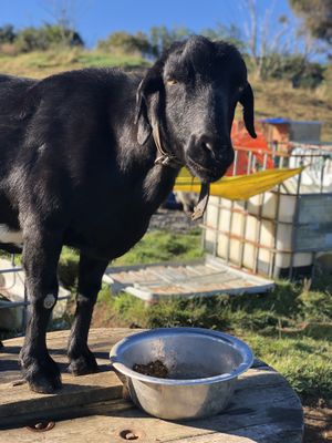   at The Tram @ Shambhala in Okato