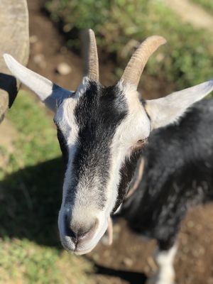   at The Tram @ Shambhala in Okato