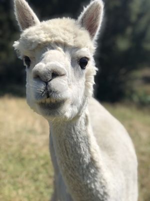   at The Tram @ Shambhala in Okato