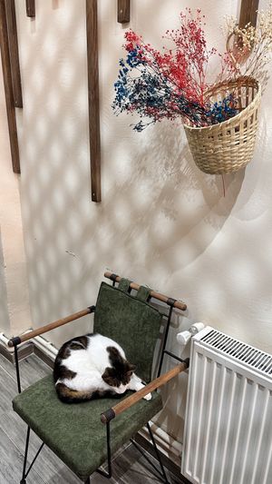 Cute cat  at Arka Bahçe Veganarya in Istanbul