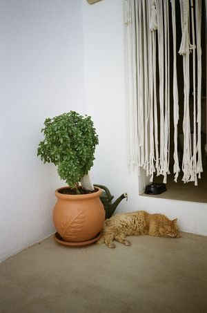 cutie outside the loo!  at T Veg  in Rhodes