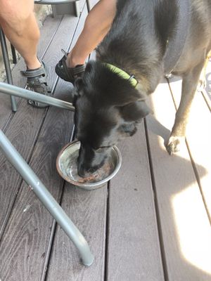Dog friendly patio  at The Mitten Brewing Co in Grand Rapids
