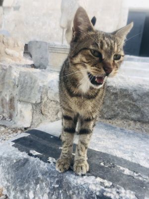   at Nazik Ana Restaurant in Mugla