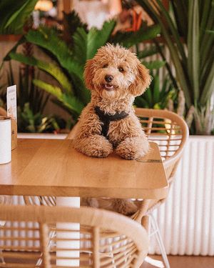 Who is a good boy?💛 🐶  at Hulala in Dusseldorf