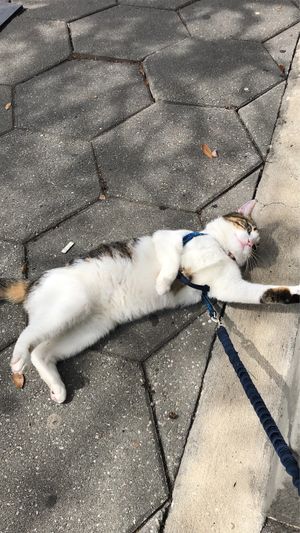 Even Opie enjoyed the company and good vibes!  at Sweet Theory Baking Co. in Jacksonville