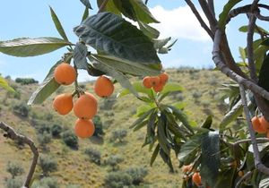  at Mangu Mangas in Vilnius