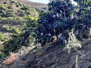  at Mangu Mangas in Vilnius