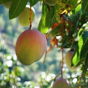  at Jurassic Fruit in Essen