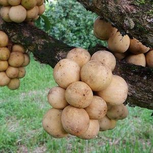  at Jurassic Fruit in Essen