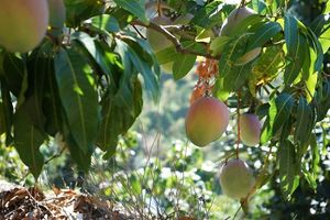  at Jurassic Fruit in Essen