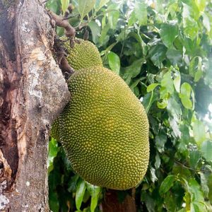 Jurassic fruit fruits at Jurassic Fruit in Essen