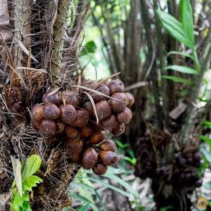  at Jurassic Fruit in Essen