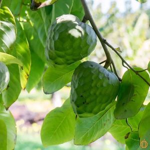  at Jurassic Fruit in Essen