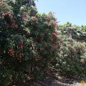  at Jurassic Fruit in Essen