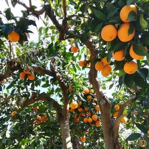  at Jurassic Fruit in Essen