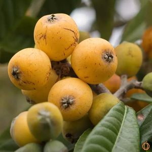  at Jurassic Fruit in Essen